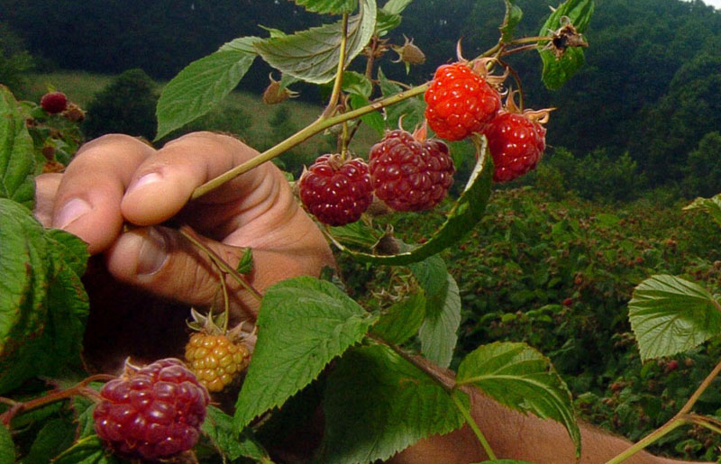 Малина за рекорд